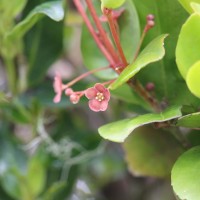 <i>Euonymus revolutus</i>  Wight